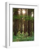 Treetrunks in Cataract Falls State Park forest, Indiana, USA-Anna Miller-Framed Photographic Print