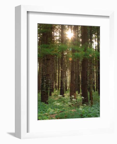 Treetrunks in Cataract Falls State Park forest, Indiana, USA-Anna Miller-Framed Photographic Print