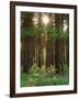 Treetrunks in Cataract Falls State Park forest, Indiana, USA-Anna Miller-Framed Photographic Print