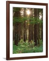 Treetrunks in Cataract Falls State Park forest, Indiana, USA-Anna Miller-Framed Photographic Print