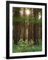 Treetrunks in Cataract Falls State Park forest, Indiana, USA-Anna Miller-Framed Photographic Print