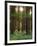 Treetrunks in Cataract Falls State Park forest, Indiana, USA-Anna Miller-Framed Photographic Print