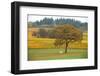 Treevineyard-bfoxfoto-Framed Photographic Print