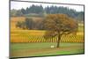 Treevineyard-bfoxfoto-Mounted Photographic Print