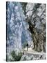 Trekker Walks the Trail Through the Cares Gorge, One of the Most Popular Walks in Spain-John Warburton-lee-Stretched Canvas