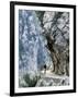 Trekker Walks the Trail Through the Cares Gorge, One of the Most Popular Walks in Spain-John Warburton-lee-Framed Premium Photographic Print