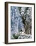 Trekker Walks the Trail Through the Cares Gorge, One of the Most Popular Walks in Spain-John Warburton-lee-Framed Photographic Print