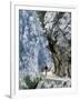 Trekker Walks the Trail Through the Cares Gorge, One of the Most Popular Walks in Spain-John Warburton-lee-Framed Photographic Print