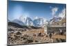 Trekkers and yaks in Lobuche on a trail to Mt. Everest.-Lee Klopfer-Mounted Photographic Print