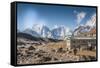 Trekkers and yaks in Lobuche on a trail to Mt. Everest.-Lee Klopfer-Framed Stretched Canvas