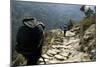 Trekkers on the Trail Towards Namche Bazaar, Khumbu, Nepal-David Noyes-Mounted Photographic Print