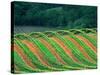 Trellised Vineyard in the Alexander Valley, Mendocino County, California, USA-John Alves-Stretched Canvas