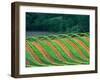 Trellised Vineyard in the Alexander Valley, Mendocino County, California, USA-John Alves-Framed Premium Photographic Print