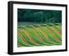 Trellised Vineyard in the Alexander Valley, Mendocino County, California, USA-John Alves-Framed Premium Photographic Print