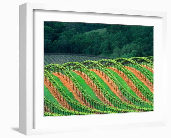 Trellised Vineyard in the Alexander Valley, Mendocino County, California, USA-John Alves-Framed Premium Photographic Print