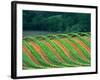 Trellised Vineyard in the Alexander Valley, Mendocino County, California, USA-John Alves-Framed Photographic Print