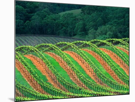Trellised Vineyard in the Alexander Valley, Mendocino County, California, USA-John Alves-Mounted Photographic Print