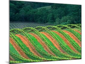 Trellised Vineyard in the Alexander Valley, Mendocino County, California, USA-John Alves-Mounted Photographic Print