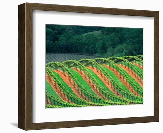 Trellised Vineyard in the Alexander Valley, Mendocino County, California, USA-John Alves-Framed Photographic Print