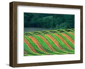 Trellised Vineyard in the Alexander Valley, Mendocino County, California, USA-John Alves-Framed Photographic Print