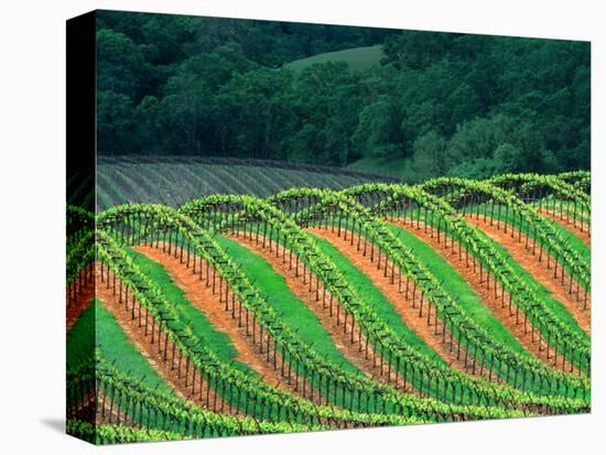 Trellised Vineyard in the Alexander Valley, Mendocino County, California, USA-John Alves-Stretched Canvas