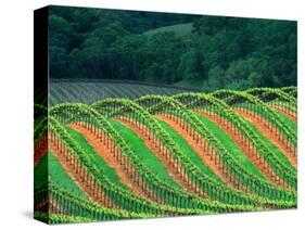 Trellised Vineyard in the Alexander Valley, Mendocino County, California, USA-John Alves-Stretched Canvas