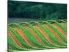 Trellised Vineyard in the Alexander Valley, Mendocino County, California, USA-John Alves-Stretched Canvas