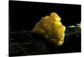 Tremella Mesenterica (Yellow Brain, Golden Jelly Fungus, Witches' Butter)-Paul Starosta-Stretched Canvas