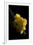 Tremella Mesenterica (Yellow Brain, Golden Jelly Fungus, Witches' Butter)-Paul Starosta-Framed Premium Photographic Print