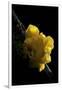 Tremella Mesenterica (Yellow Brain, Golden Jelly Fungus, Witches' Butter)-Paul Starosta-Framed Premium Photographic Print