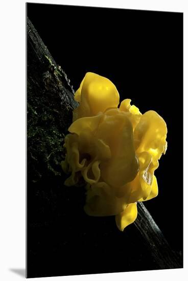 Tremella Mesenterica (Yellow Brain, Golden Jelly Fungus, Witches' Butter)-Paul Starosta-Mounted Premium Photographic Print