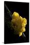 Tremella Mesenterica (Yellow Brain, Golden Jelly Fungus, Witches' Butter)-Paul Starosta-Stretched Canvas