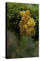 Tremella Mesenterica (Yellow Brain, Golden Jelly Fungus, Witches' Butter)-Paul Starosta-Stretched Canvas