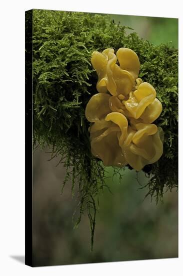 Tremella Mesenterica (Yellow Brain, Golden Jelly Fungus, Witches' Butter)-Paul Starosta-Stretched Canvas