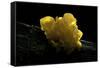 Tremella Mesenterica (Yellow Brain, Golden Jelly Fungus, Witches' Butter)-Paul Starosta-Framed Stretched Canvas