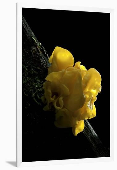 Tremella Mesenterica (Yellow Brain, Golden Jelly Fungus, Witches' Butter)-Paul Starosta-Framed Photographic Print