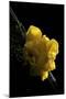 Tremella Mesenterica (Yellow Brain, Golden Jelly Fungus, Witches' Butter)-Paul Starosta-Mounted Photographic Print