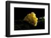 Tremella Mesenterica (Yellow Brain, Golden Jelly Fungus, Witches' Butter)-Paul Starosta-Framed Photographic Print