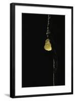 Tremella Mesenterica (Yellow Brain, Golden Jelly Fungus, Witches' Butter)-Paul Starosta-Framed Photographic Print