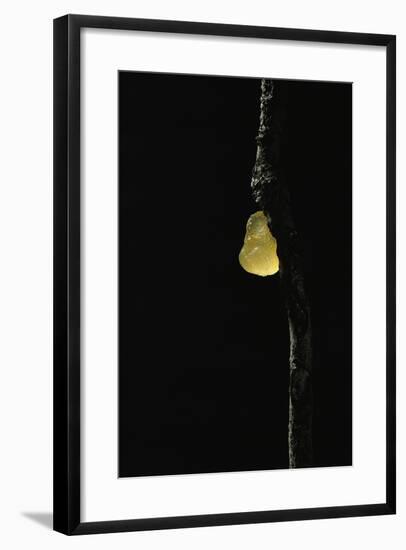 Tremella Mesenterica (Yellow Brain, Golden Jelly Fungus, Witches' Butter)-Paul Starosta-Framed Photographic Print