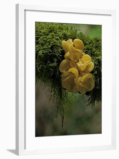 Tremella Mesenterica (Yellow Brain, Golden Jelly Fungus, Witches' Butter)-Paul Starosta-Framed Photographic Print