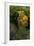 Tremella Mesenterica (Yellow Brain, Golden Jelly Fungus, Witches' Butter)-Paul Starosta-Framed Photographic Print