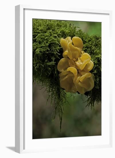 Tremella Mesenterica (Yellow Brain, Golden Jelly Fungus, Witches' Butter)-Paul Starosta-Framed Photographic Print