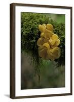 Tremella Mesenterica (Yellow Brain, Golden Jelly Fungus, Witches' Butter)-Paul Starosta-Framed Photographic Print