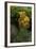 Tremella Mesenterica (Yellow Brain, Golden Jelly Fungus, Witches' Butter)-Paul Starosta-Framed Photographic Print