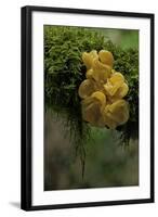 Tremella Mesenterica (Yellow Brain, Golden Jelly Fungus, Witches' Butter)-Paul Starosta-Framed Photographic Print