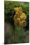 Tremella Mesenterica (Yellow Brain, Golden Jelly Fungus, Witches' Butter)-Paul Starosta-Mounted Photographic Print