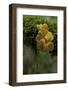 Tremella Mesenterica (Yellow Brain, Golden Jelly Fungus, Witches' Butter)-Paul Starosta-Framed Photographic Print