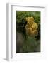 Tremella Mesenterica (Yellow Brain, Golden Jelly Fungus, Witches' Butter)-Paul Starosta-Framed Photographic Print