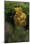 Tremella Mesenterica (Yellow Brain, Golden Jelly Fungus, Witches' Butter)-Paul Starosta-Mounted Photographic Print